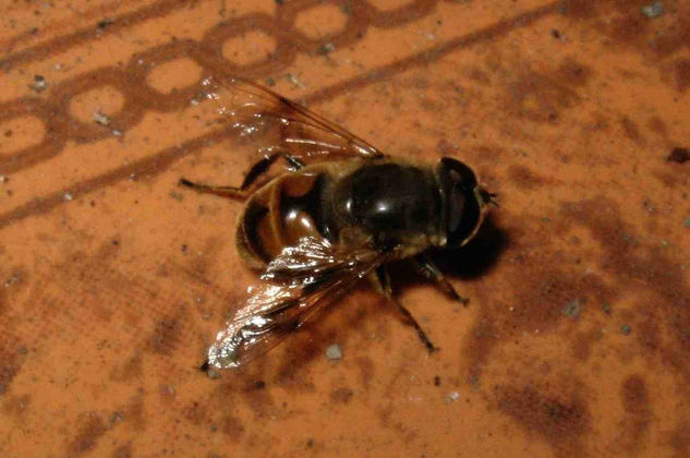 Abeja 