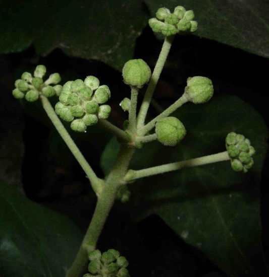 Flor de Venus 