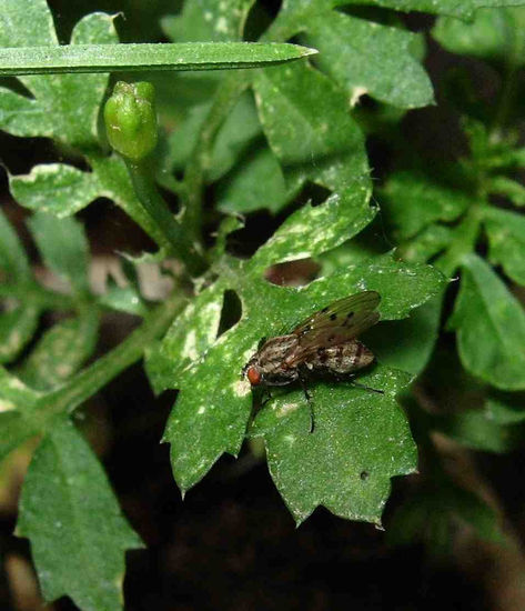 Mosca de jardin en hoja de apio 