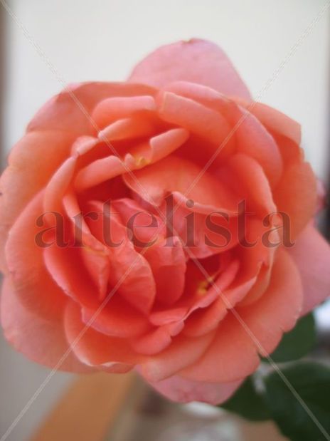 Rosa-Sielo...