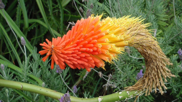 fLORE DE dICIEMBRE EN VILLA GESELL