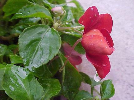 Alegria del hogar