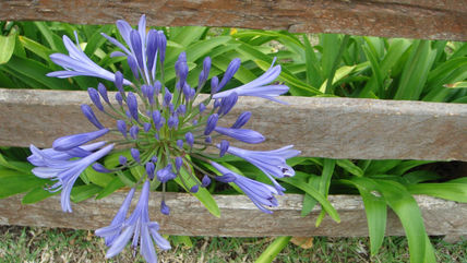 Azul