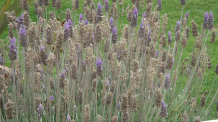 Lavanda