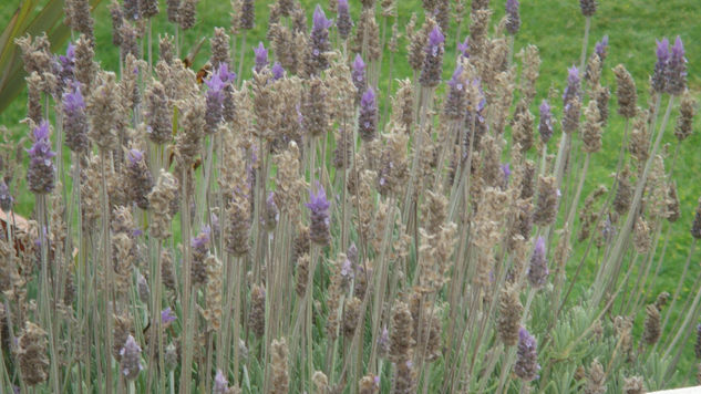 LAVANDA 