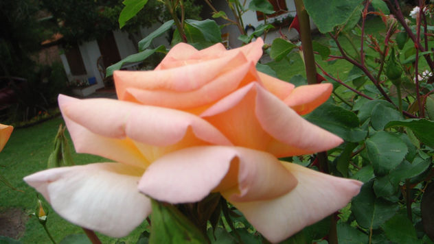 ROSA