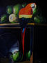 Guacamaya con cocos