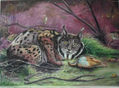 EL LINCE