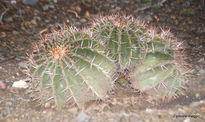 Botanicomalaga