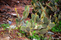 Botanicomalag