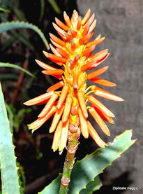 Botanicomalaga