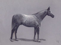 Grey Horse