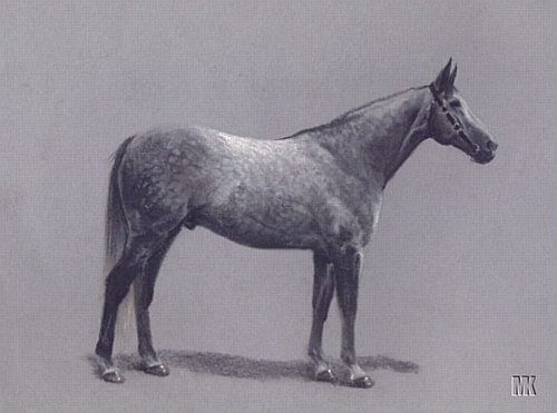 Grey Horse