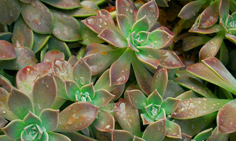 Flores