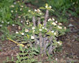 BOTANICOMALAGA
