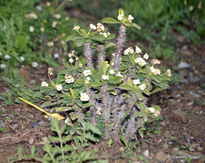Botanicomalaga