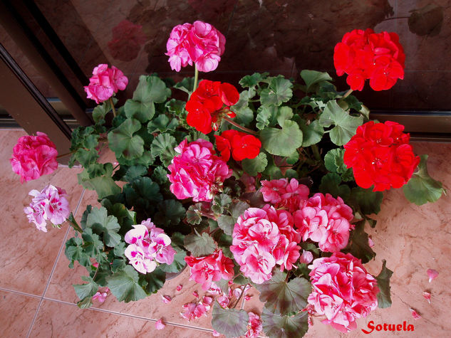 Flores en Enero Architecture and Interiorism Color (Digital)