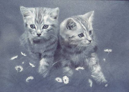 Twin Kittens