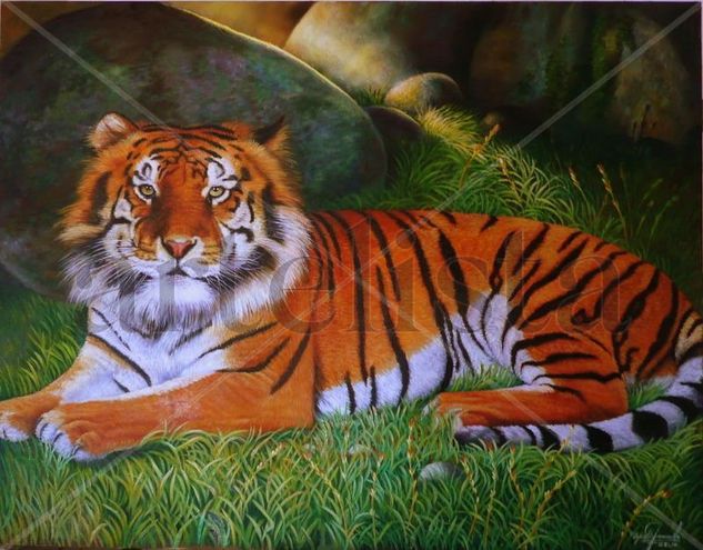 Tigre Oil Canvas Animals