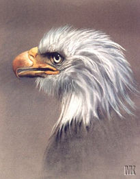 Bald eagle