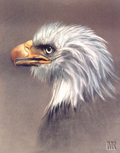 Bald eagle Otros