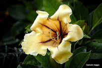 Floracion