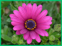 Morado