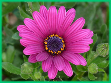 Morado