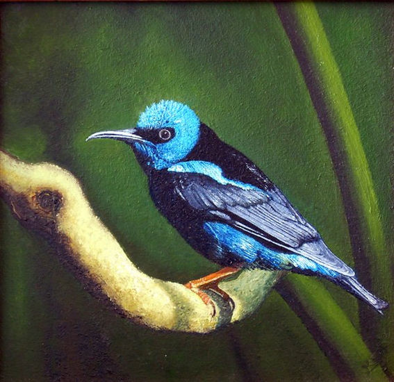 Colibrí Azul Oil Canvas Animals