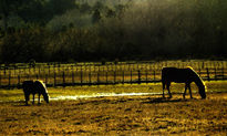 Pastando al atardecer