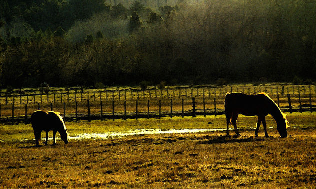 Pastando al atardecer Nature Color (Manual)