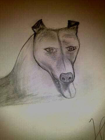 el perro