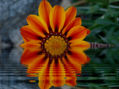 Naranja
