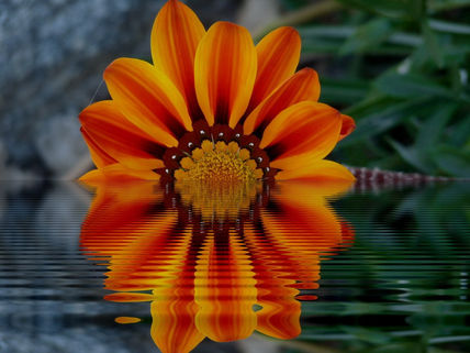 Naranja