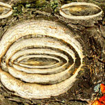 BESTIARIO thumbnail 2