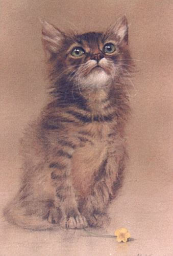 Tabby