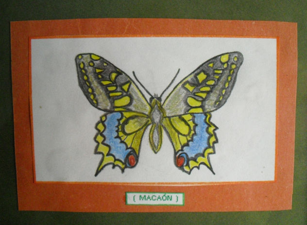 MACAÓN (MARIPOSA)