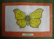 Limonera (mariposa)