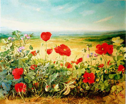Amapolas en el campo