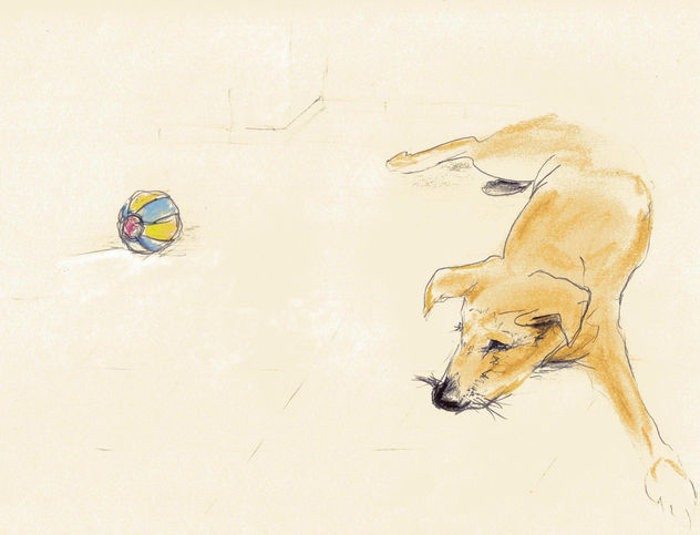zulo cachorro