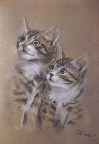 Twin Tabbies Others