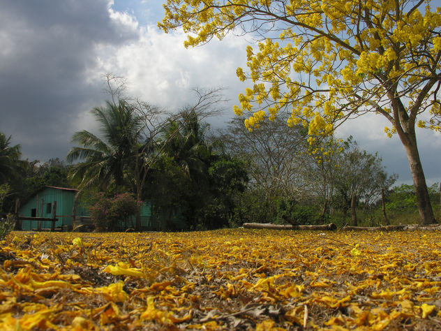 manto amarillo