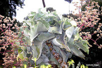 Botanico donacion