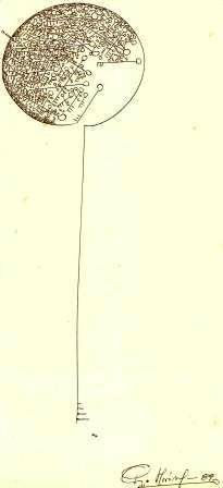 Disegno, autore :...