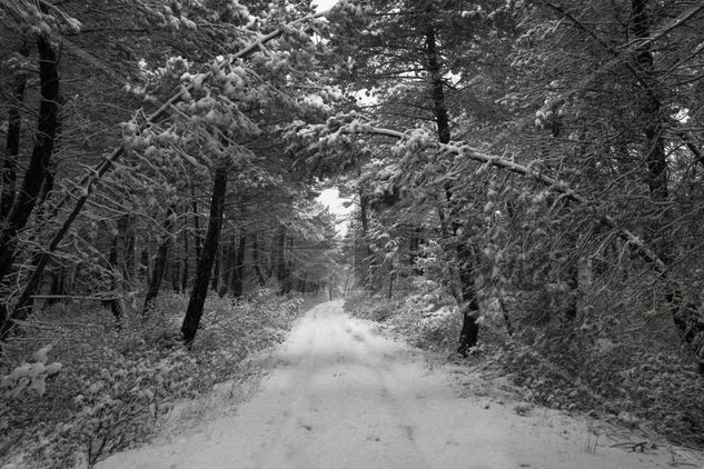 PISTA FORESTAL Naturaleza Blanco y Negro (Digital)