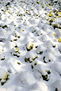 Nieve,hielo y naturaleza belleza del conjunto de imagen en Madrid