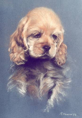 Spaniel Pup