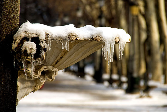 Nieve,hielo y naturaleza belleza del conjunto de imagen en el Retiro de Madrid Arquitectura e interiorismo Color (Digital)