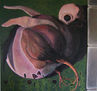 pollo