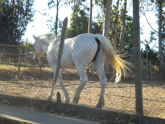 Hualleco 2010 